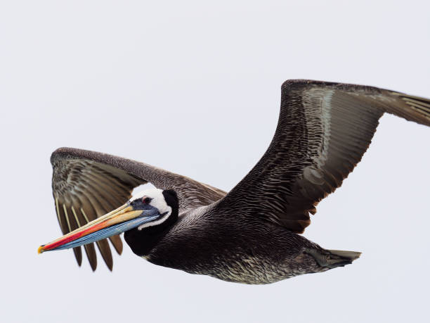 istock A Peruvian Pelican flies over the Pacific coast of Chile 1196838556