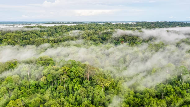istock aerial view of mangrove forest 1196839269