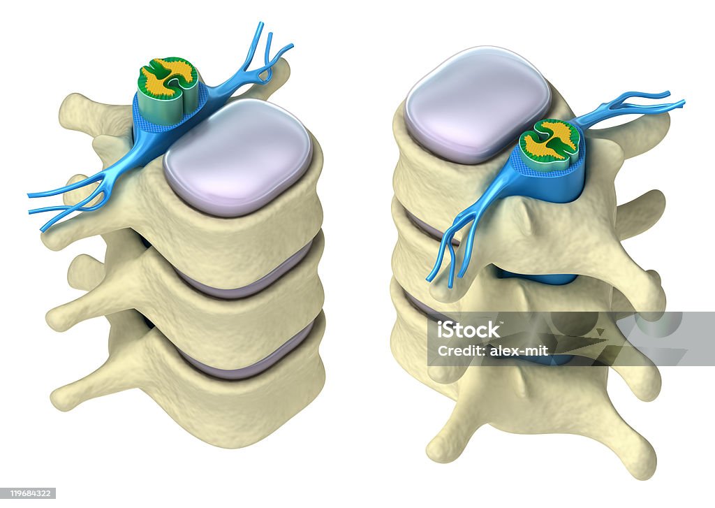 3D image of human spine on white background Human spine in details: Vertebra, bone marrow, disc and nerves. Isolated on white 3D image. Bone Marrow Tissue Stock Photo