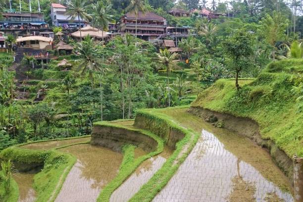 istock The rice terrace of Ubud 1196843436
