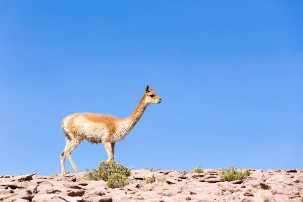 istock A lonely guanaco walking on the rocks 1196843454