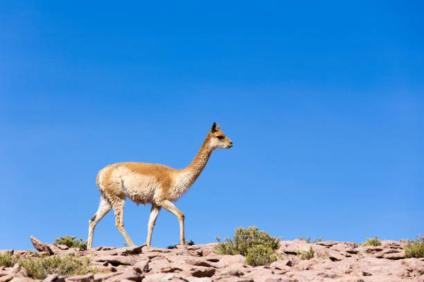 istock A lonely guanaco walking on the rocks 1196843458