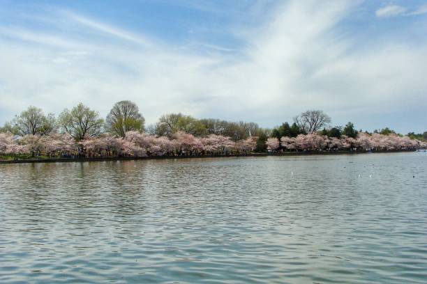 istock Cherry blossom foliage along Jefferson memorial basin 1196844431