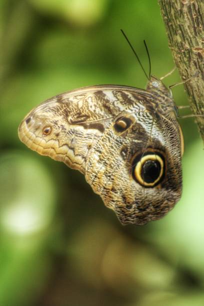 istock Butterfly with big eyed wings 1196844606