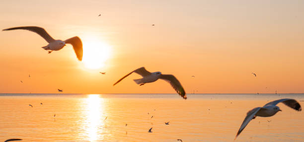 istock Seagulls with yellow and orange sunset. Bright summer day. Vacation time. Three seagulls in a row position 1196845537