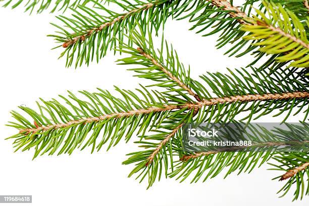 Photo libre de droit de Sapin banque d'images et plus d'images libres de droit de Aiguille - Partie d'une plante - Aiguille - Partie d'une plante, Arbre, Arbre à feuilles persistantes