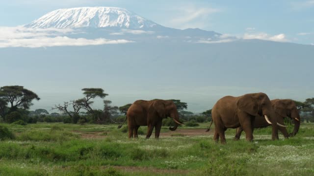 Elephants grazing under Mt. Kilimanjaro