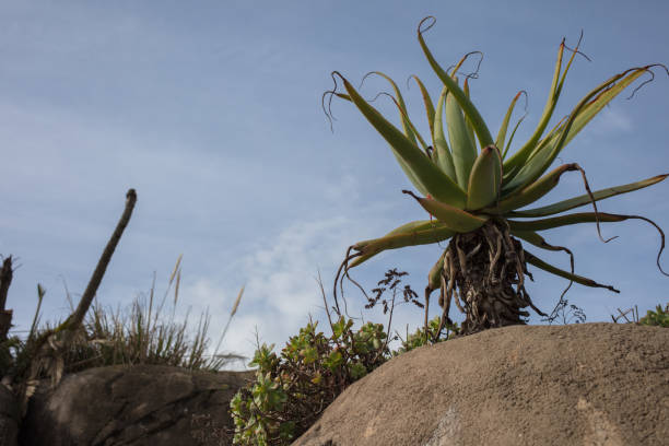 Wild aloe plant