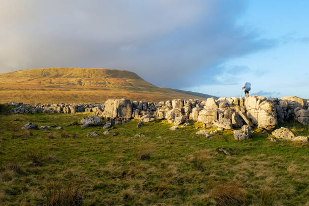 Backpacker in the Yorkshire Dales. Ingleborough in the background Backpacker taking in the view of Ingleborough covered in warm evening light. ingleborough stock pictures, royalty-free photos & images