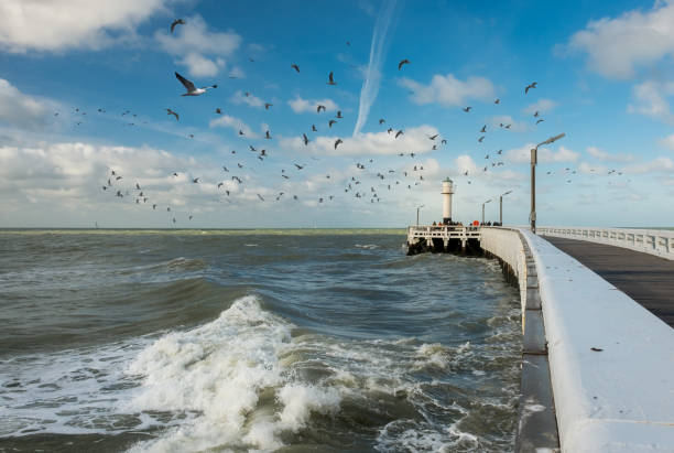 Seagulls next to old wooden pier in Nieuwpoort, Belgium stock photo