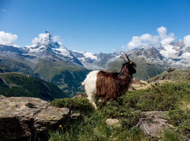 Swiss mountain goat in front of the famous Matterhorn peak along the scenic Five Lakes Trail