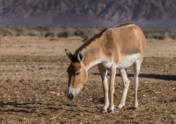 Onager is brown Asian semi-domesticated donkey (Equus hemionus) Onager is brown Asian  semi-domesticated donkey (Equus hemionus) inhabits nature reserve in the Middle East donkey animal themes desert landscape stock pictures, royalty-free photos & images