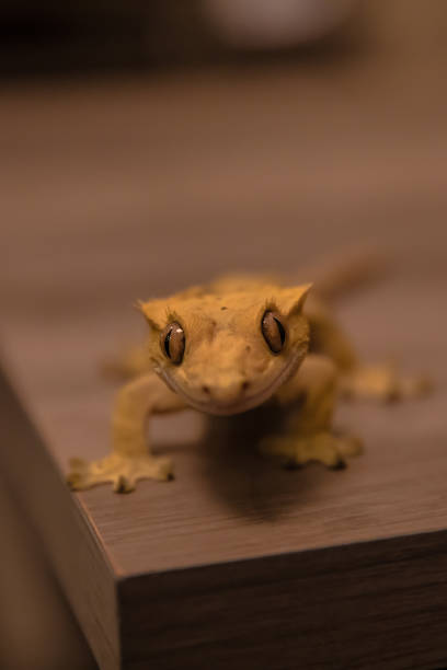 istock Close up of Gecko with Two Large Eyes Looking at Camera 1196855548