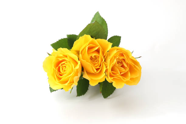 istock bouquet of roses in a white background 1196858919