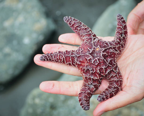 istock Hand holding a bright starfish sea star 1196860289