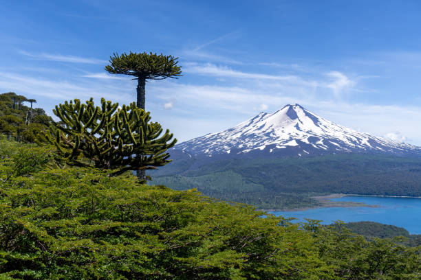 Elevated view of Llaima Volcano and Conguillio Lake inside Conguillio National Park in Araucania region, southern Chile