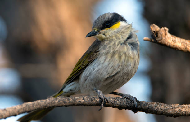 chant honeyeater, lichenostomus virescens, meliphagidae - virescens photos et images de collection