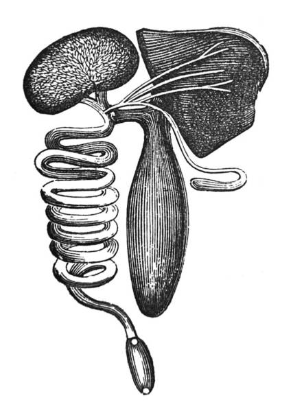 illustrations, cliparts, dessins animés et icônes de illustration antique - le système digestif d'un poisson d'épée - engraved image engraving liver drawing