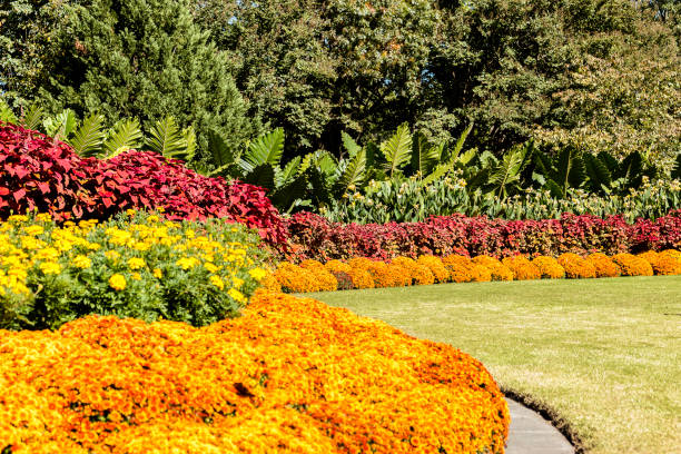istock Dallas botanical garden 1196865246