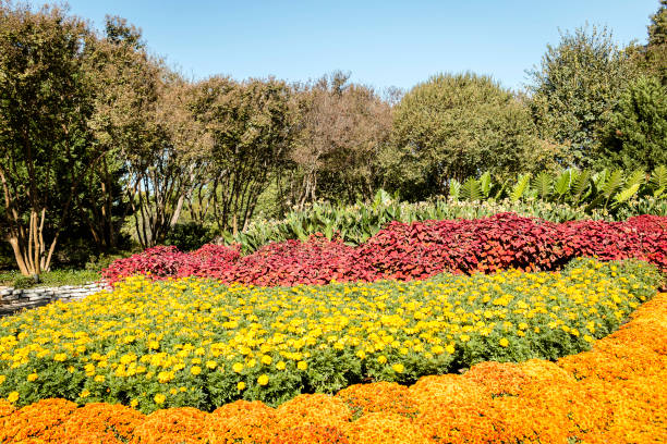 istock Dallas botanical garden, Halloween 1196865253
