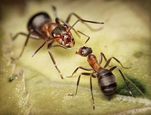 soldier and worker ants stock photo