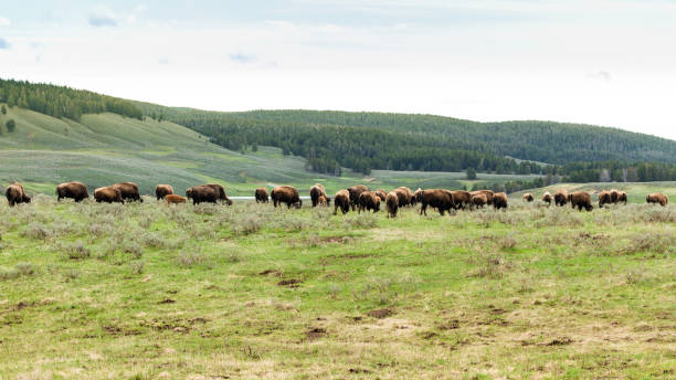 istock Farmland and buffalos 1196871235