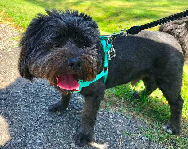 istock Happy dog on a walk 1196871427
