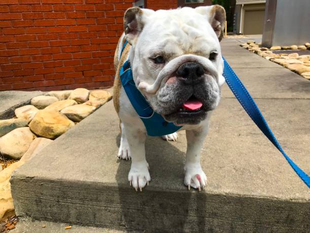 istock English Bulldog on a Walk 1196871962