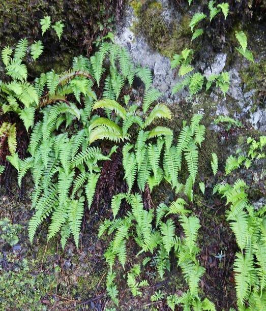 istock Ferns Growing Out Of Rock Wall 1196872657