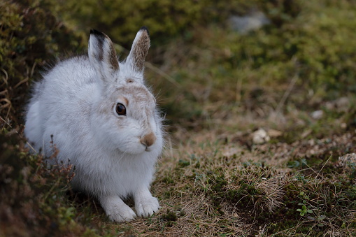 緑の草原の白いウサギの写真 Unsplashで見つける動物の無料写真 緑の草原の白いウサギの写真 Unsplashで見つける動物の無料写真