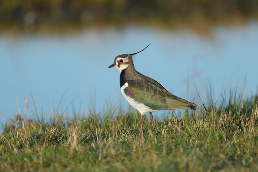 The northern lapwing, also known as the peewit or pewit, tuit or tew-it, green plover, or just lapwing, is a bird in the lapwing family.