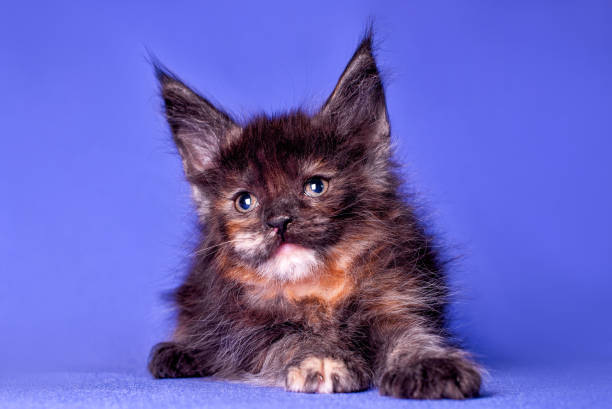 istock Adorable cute maine coon kitten on blue background. 1196874183
