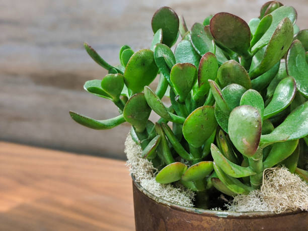 selective focus on a potted succulent plant on a wooden table Off center macro, selective focus on a vibrant green, potted succulent plant indoors jade plant stock pictures, royalty-free photos & images