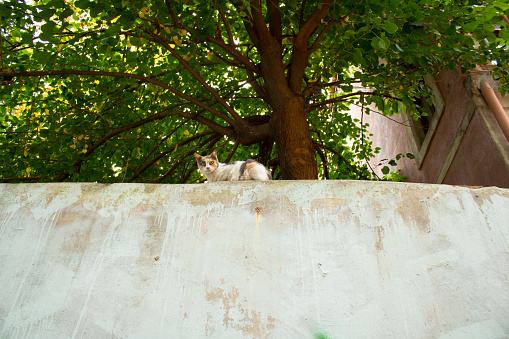 Cat watching around on wall in street. Feathers yellow in white colors.