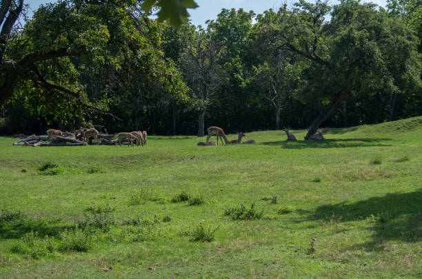 istock The Bactrian deer (Cervus hanglu bactrianus), also called the Bukhara deer, Bokhara deer or Bactrian wapiti, is a lowland subspecies of red deer that is native to Central Asia. 1196879743