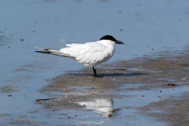 istock Gull-billed Tern with Reflection, Tasmania, Australia 1196880454