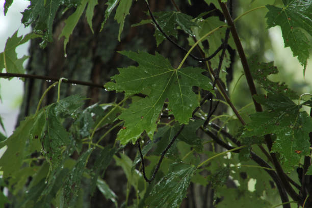 istock Maple Leaves in the Rain 1196882412