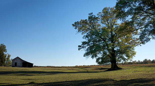 Quiet pastoral pasture with majestic oak and old barn stock photo