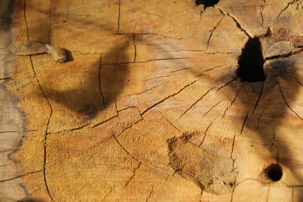 Close up of stump with shadows