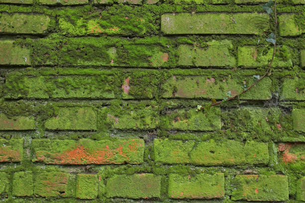 istock Background of old brick wall covered with moss 1196888333
