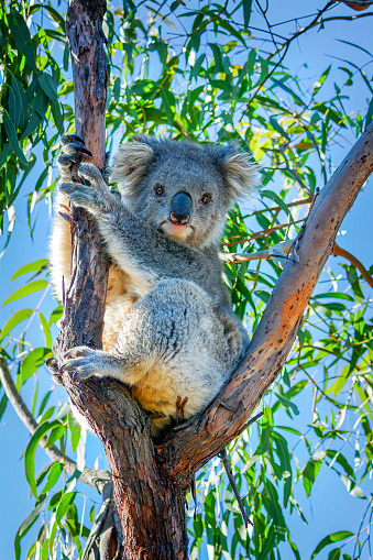 A closeup of adorable fluffy koala resting on a tree branch in the zoo