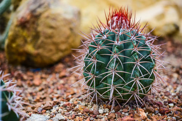 istock Cactus held in a garden that looks arid 1196889866