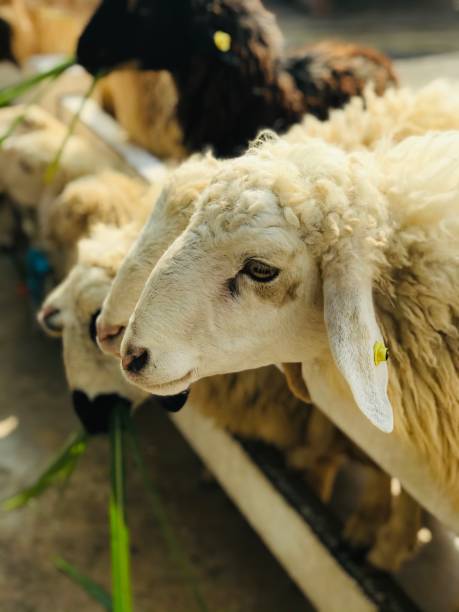 istock White sheep waiting to be fed by tourists 1196891424