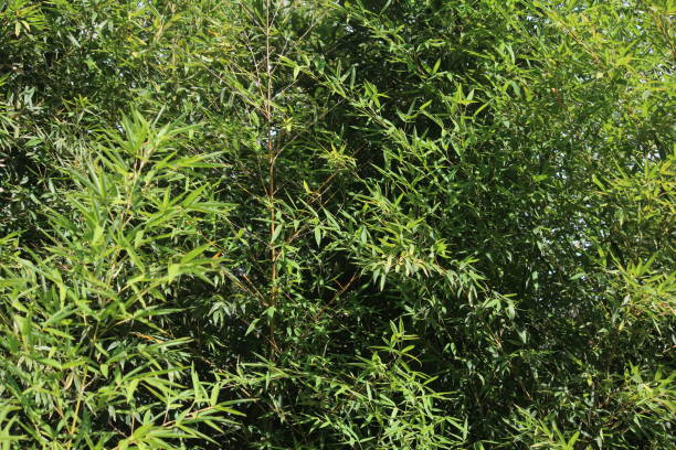 istock details of green leaves 1196893810