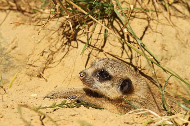 istock Baby meerkat laying on the ground 119689559