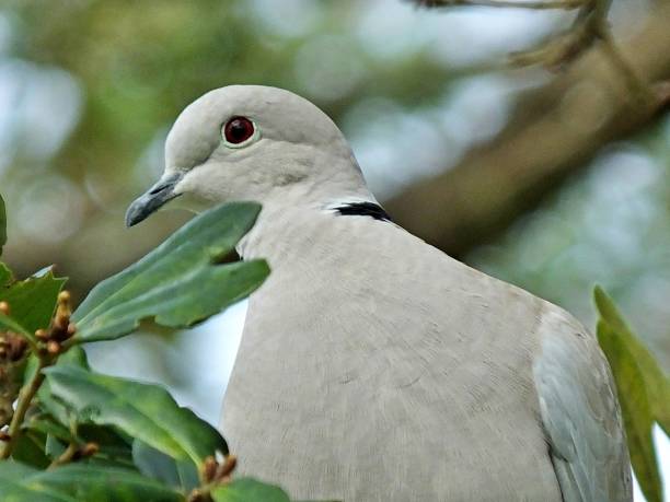 istock Eurasian Collared Dove (Streptopelia decaocto) - close-up 1196896453