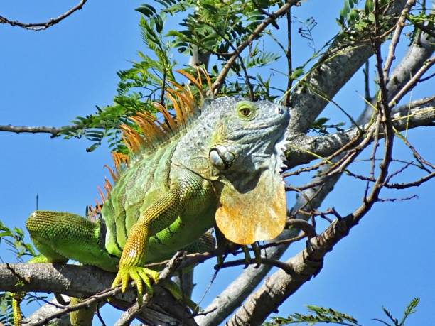 istock Green Iguana (Iguana iguana) resting in a tree with inflated dewlap 1196897287