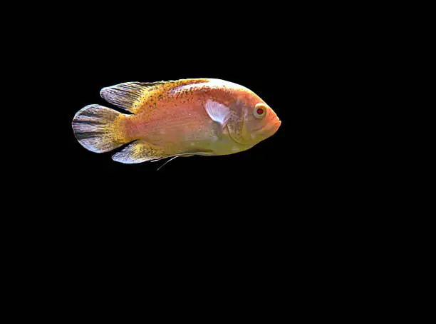 Photo of Astronotus ocellatus fish also known as Oscar fish isolated on black background.