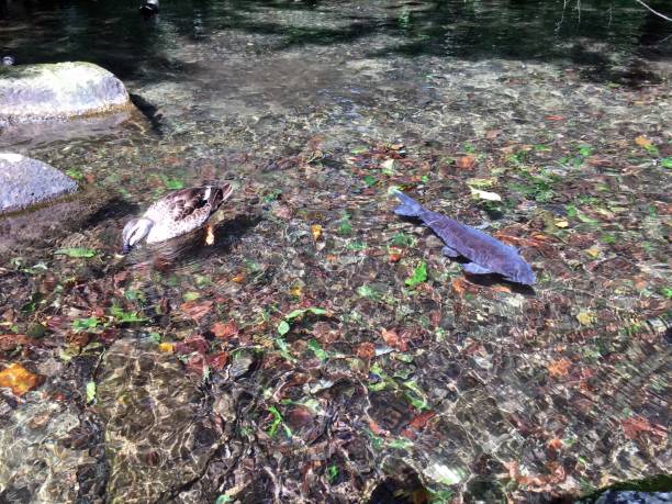 istock This photo is interesting. Duck and crucian are eating side by side. 1196899430