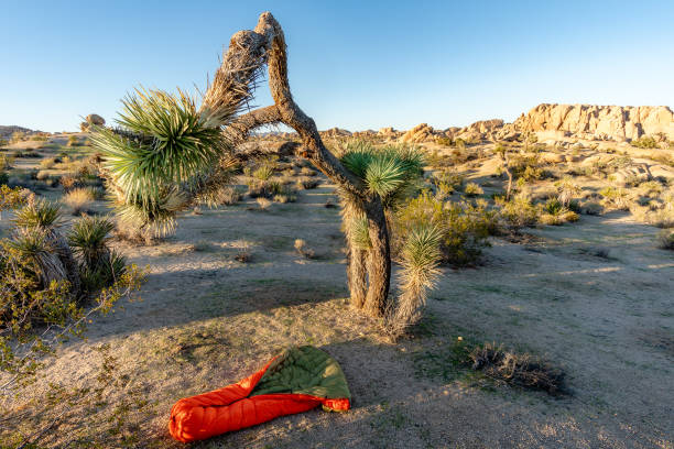 istock UGQ Down Quilt in Joshua Tree National Park 1196899547